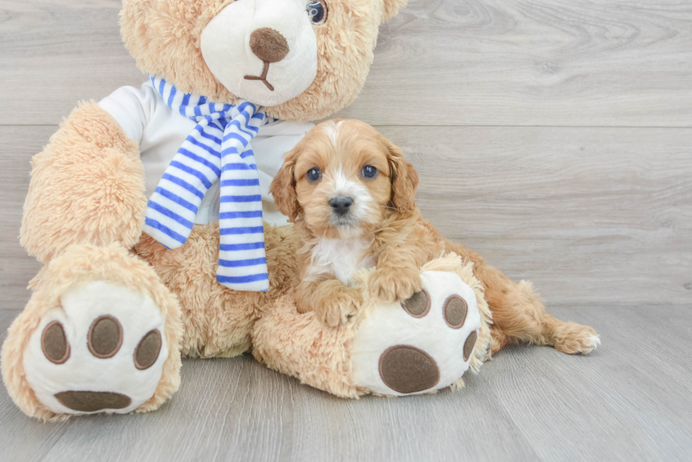 Best Cavapoo Baby