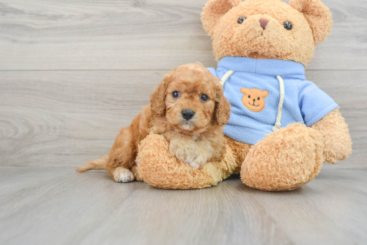 Cute Cavapoo Baby
