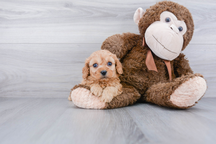 Energetic Cavoodle Poodle Mix Puppy