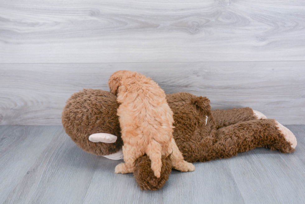 Smart Cavapoo Poodle Mix Pup