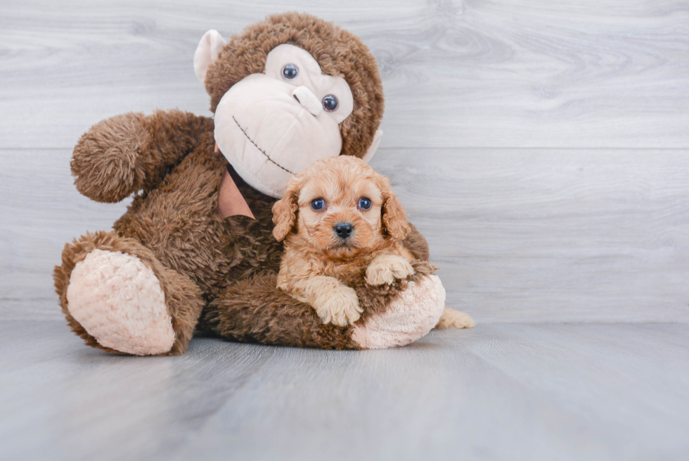 Cavapoo Pup Being Cute