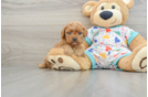 Best Cavapoo Baby