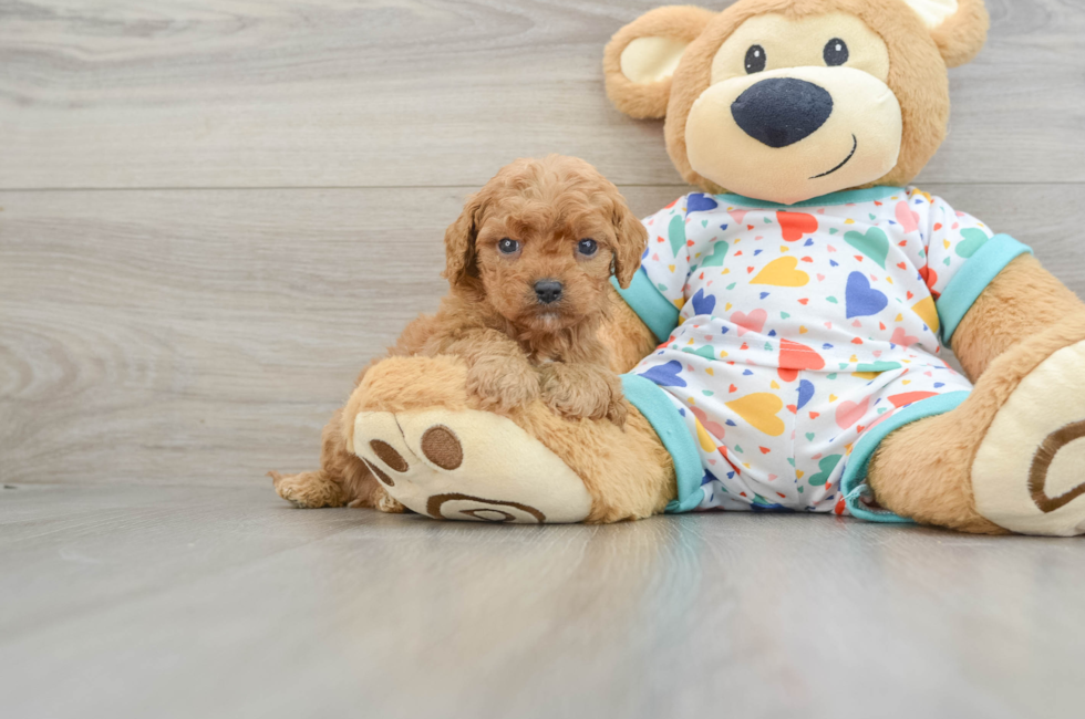 6 week old Cavapoo Puppy For Sale - Premier Pups