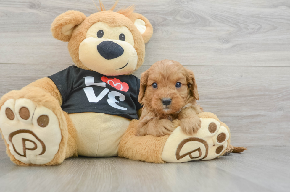 6 week old Cavapoo Puppy For Sale - Premier Pups