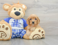 7 week old Cavapoo Puppy For Sale - Premier Pups