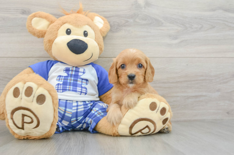 7 week old Cavapoo Puppy For Sale - Premier Pups