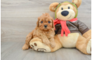 Best Cavapoo Baby