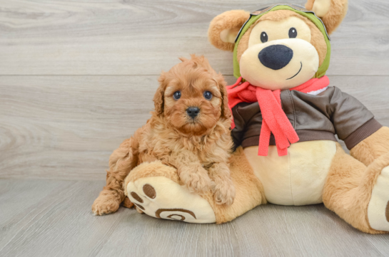 Best Cavapoo Baby