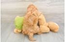 Best Cavapoo Baby