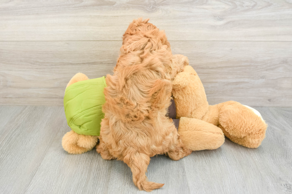 Best Cavapoo Baby