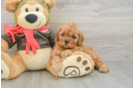 Cavapoo Puppy for Adoption