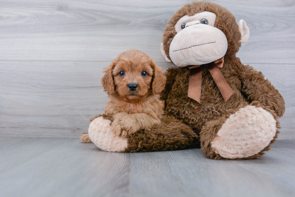 Cavapoo Pup Being Cute