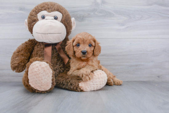 Small Cavapoo Baby