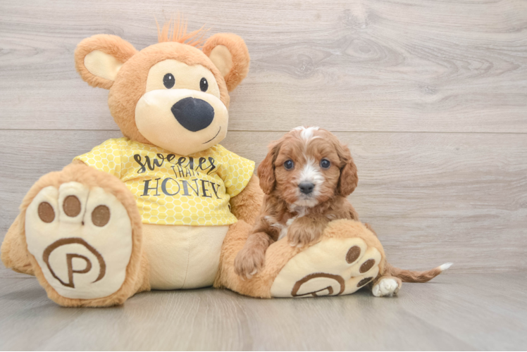 Cavapoo Puppy for Adoption