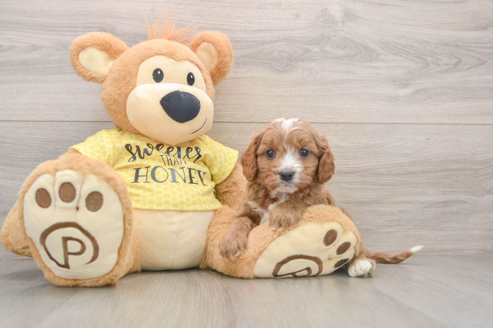 Cavapoo Puppy for Adoption