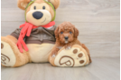 Best Cavapoo Baby