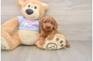 Cavapoo Puppy for Adoption