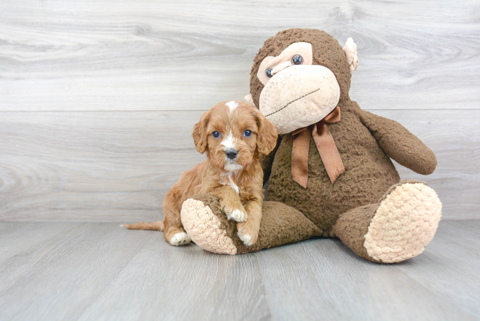 Sweet Cavapoo Baby