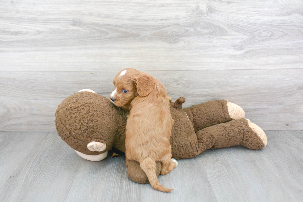 Petite Cavapoo Poodle Mix Pup