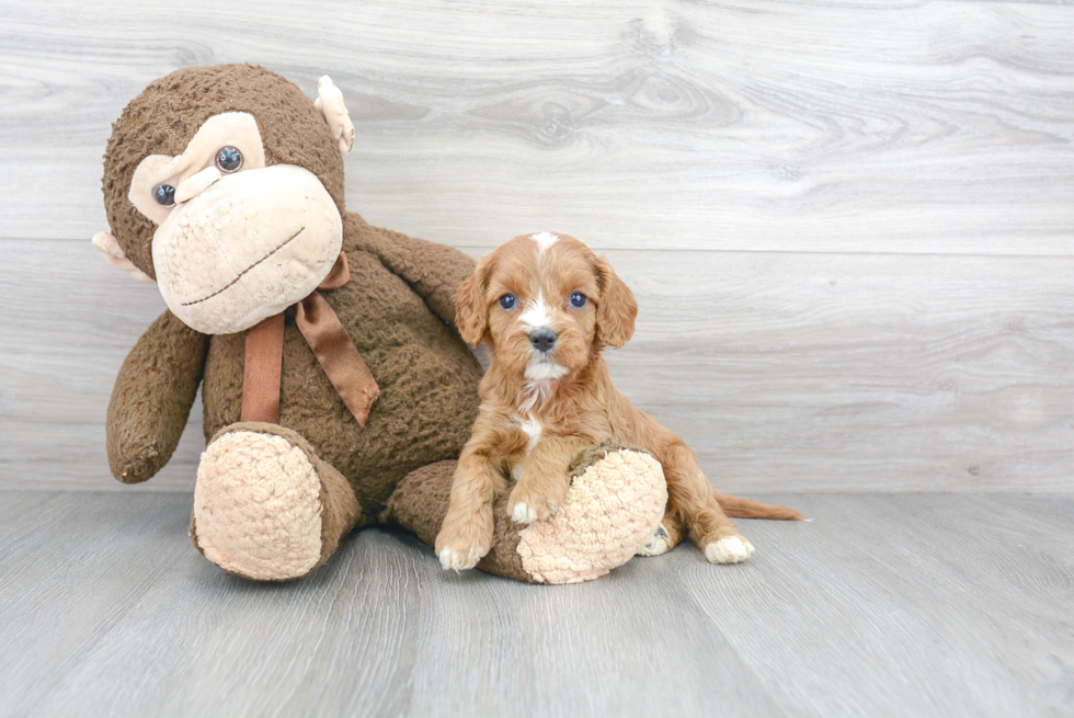 Cavapoo Pup Being Cute