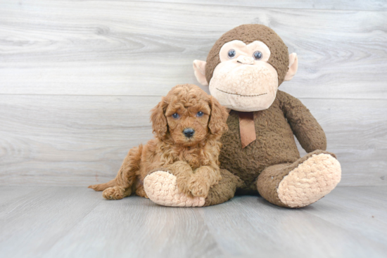 Adorable Cavoodle Poodle Mix Puppy