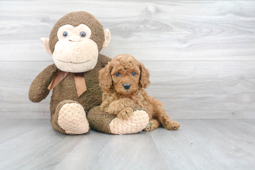 Cavapoo Puppy for Adoption