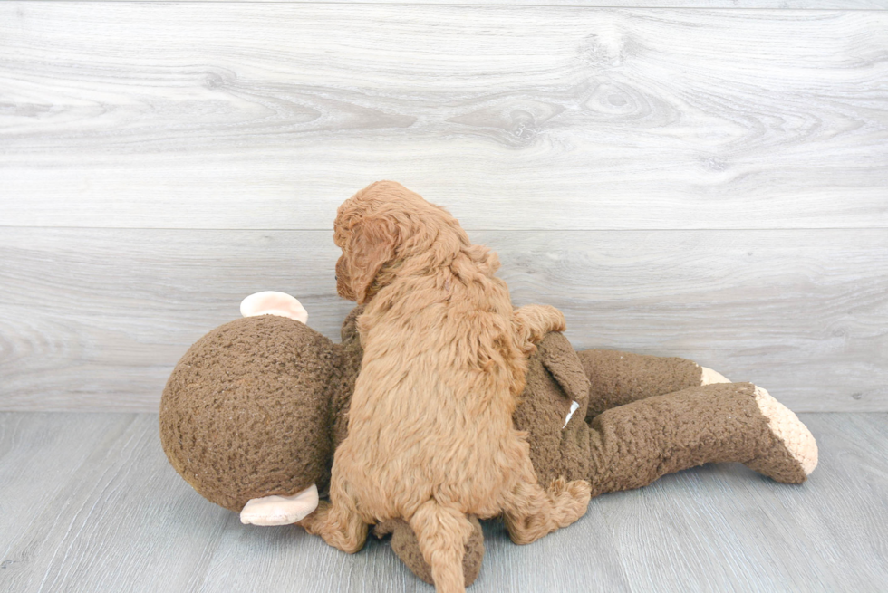 Happy Cavapoo Baby