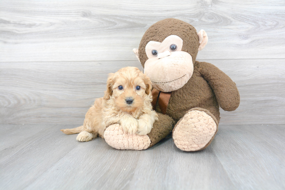 Small Cavapoo Baby