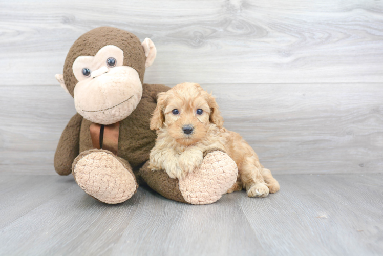 Hypoallergenic Cavoodle Poodle Mix Puppy
