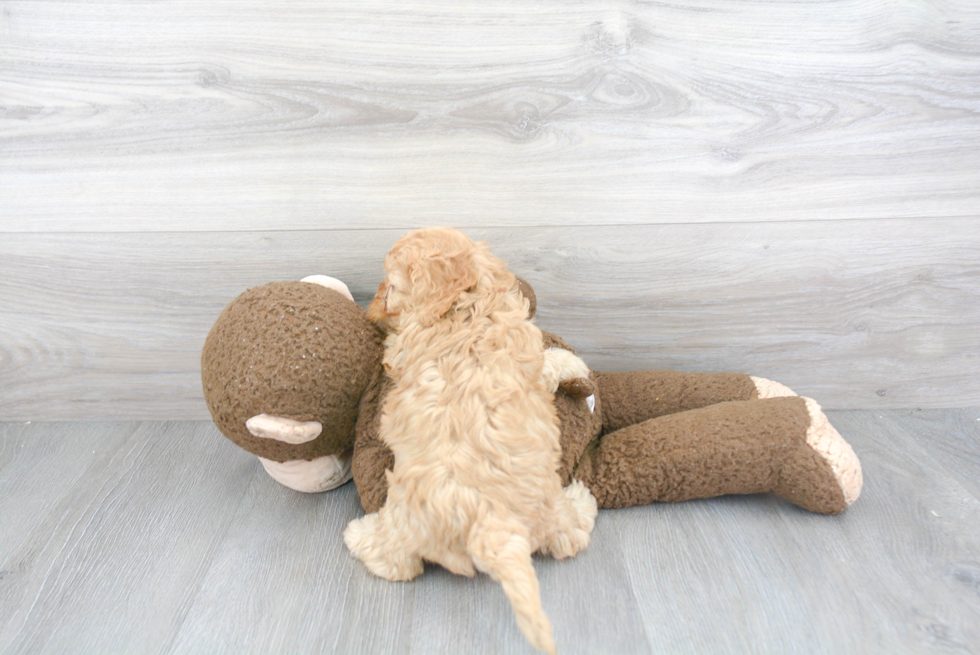 Best Cavapoo Baby