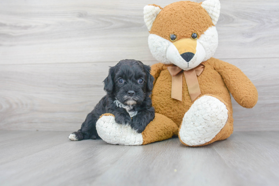 Energetic Cavoodle Poodle Mix Puppy