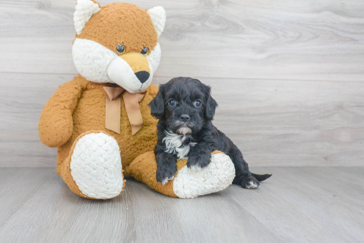 Best Cavapoo Baby