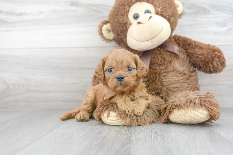 Playful Cavoodle Poodle Mix Puppy