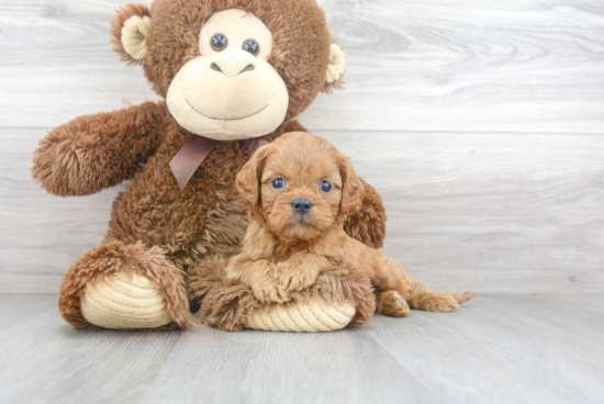 Energetic Cavoodle Poodle Mix Puppy