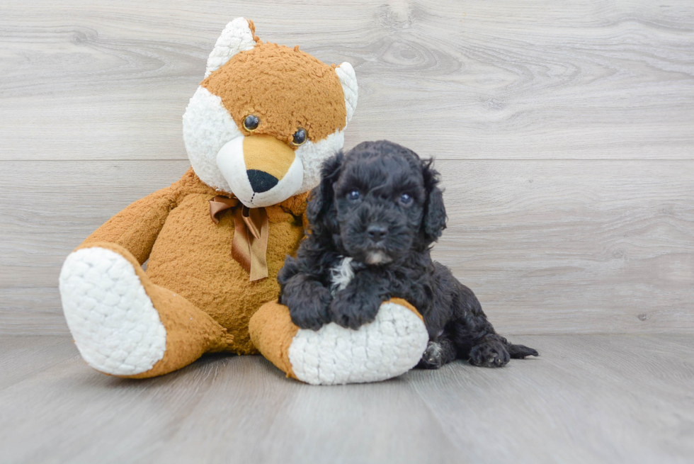 Cavapoo Pup Being Cute