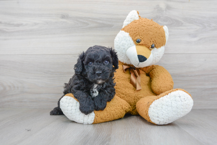 Best Cavapoo Baby