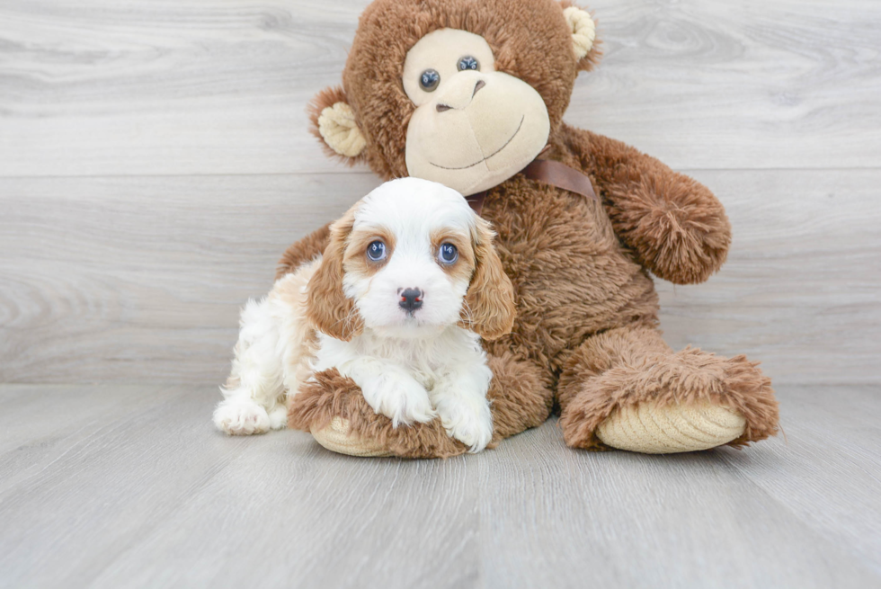 Best Cavapoo Baby