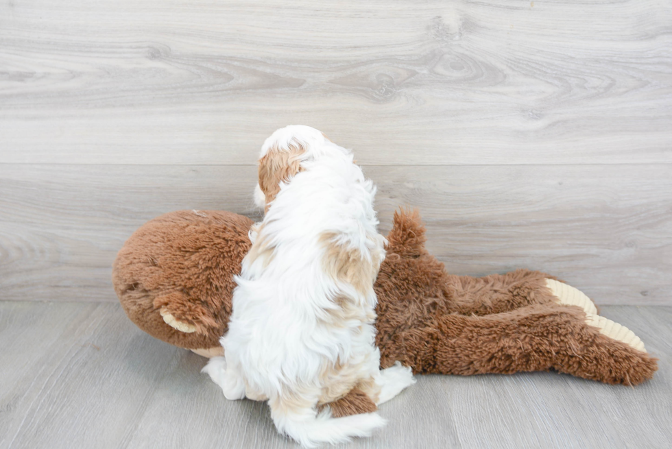 Cavapoo Pup Being Cute