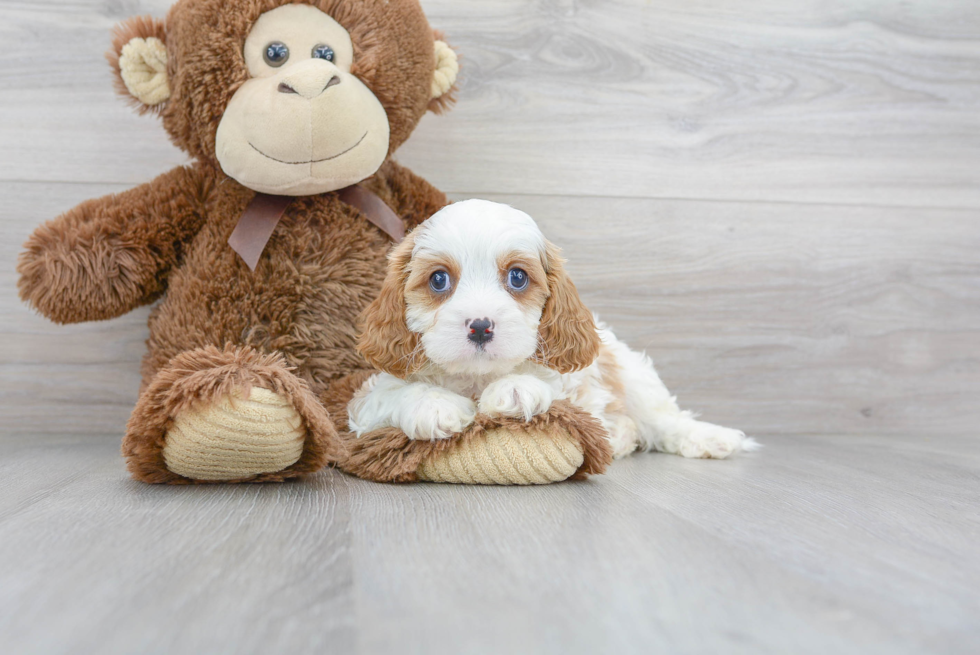 Cavapoo Pup Being Cute