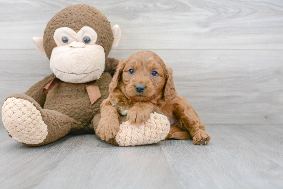 Best Cavapoo Baby