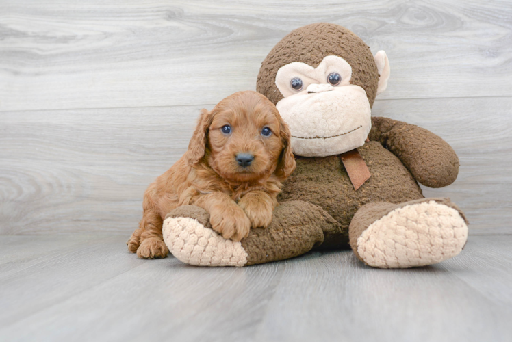 Friendly Cavapoo Baby