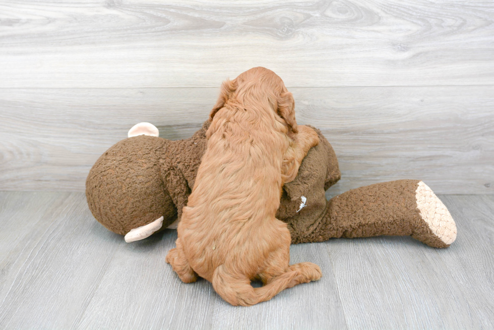 Cavapoo Puppy for Adoption