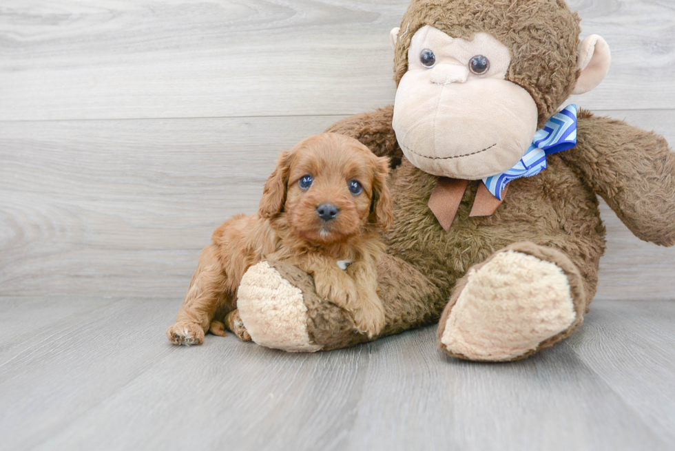 Cavapoo Puppy for Adoption