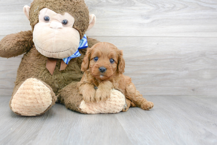 Cavapoo Puppy for Adoption