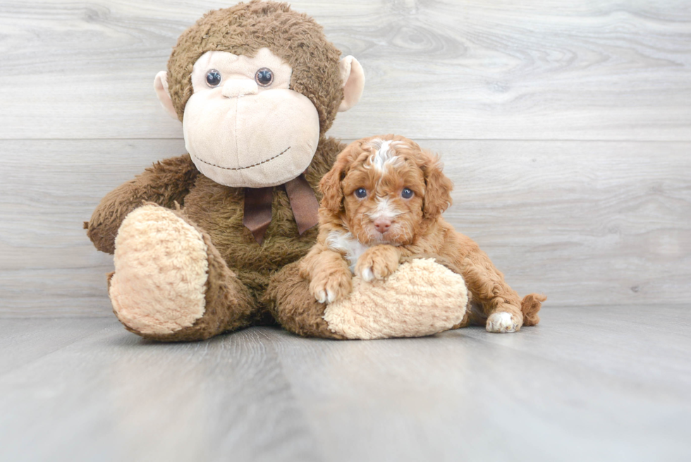 Best Cavapoo Baby