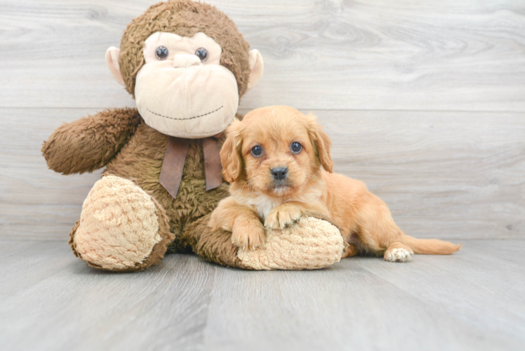 Cavapoo Puppy for Adoption