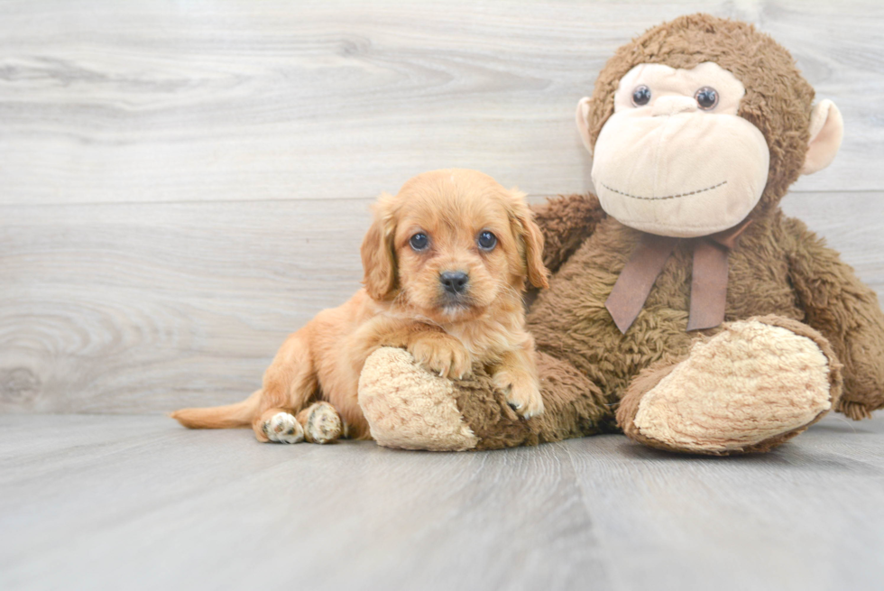 Best Cavapoo Baby