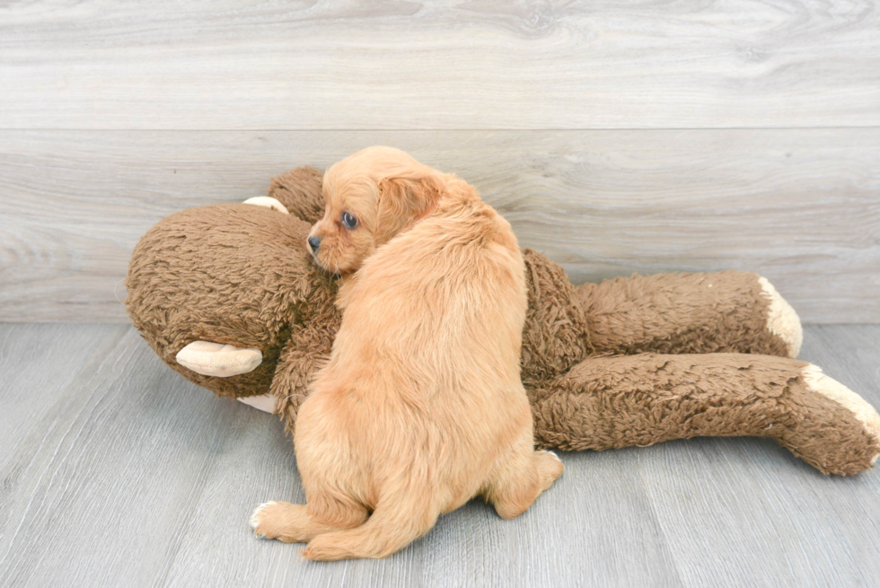 Happy Cavapoo Baby