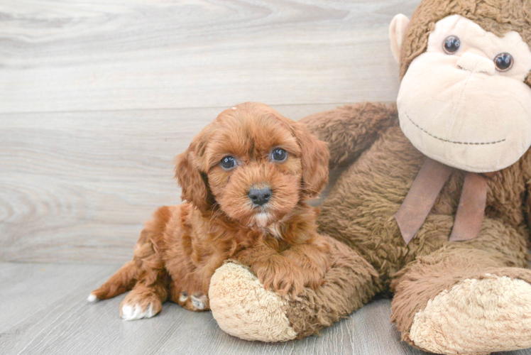 Little Cavoodle Poodle Mix Puppy