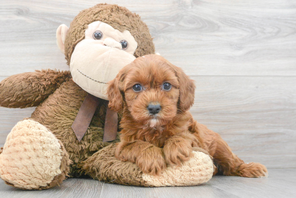 Cavapoo Pup Being Cute